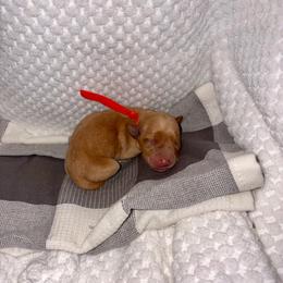 Orange - Yellow female Labrador Retriever puppy in Heath Springs, South Carolina from Rich Hill Retrievers