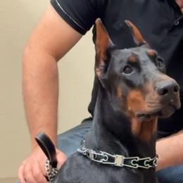 FLORENCE - Doberman Pinscher