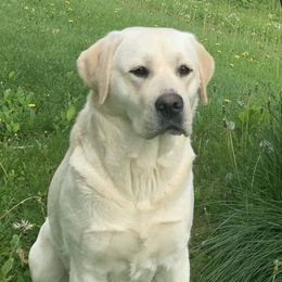 Labrador Retrievers from Odie Acres Labradors