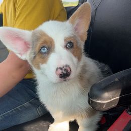 American Corgi and Pembroke Welsh Corgi Puppies from Beebe’s Corgis
