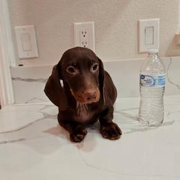 Puppy4 - Chocolate male Dachshund puppy in Hesperia, California from VOM HAUSE Imperial