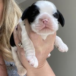 Cocker Spaniel Puppies from Cuttin Blue Farms