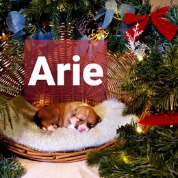 Pembroke Welsh Corgi Puppies from Whimsical Treasure Corgis