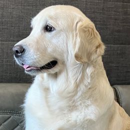 Bella - Golden Retriever