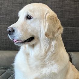 Bella - Golden Retriever