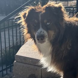 Miniature Australian Shepherds from Evergreen Aussies