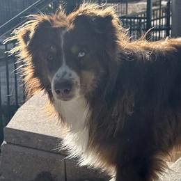 Miniature Australian Shepherds from Evergreen Aussies