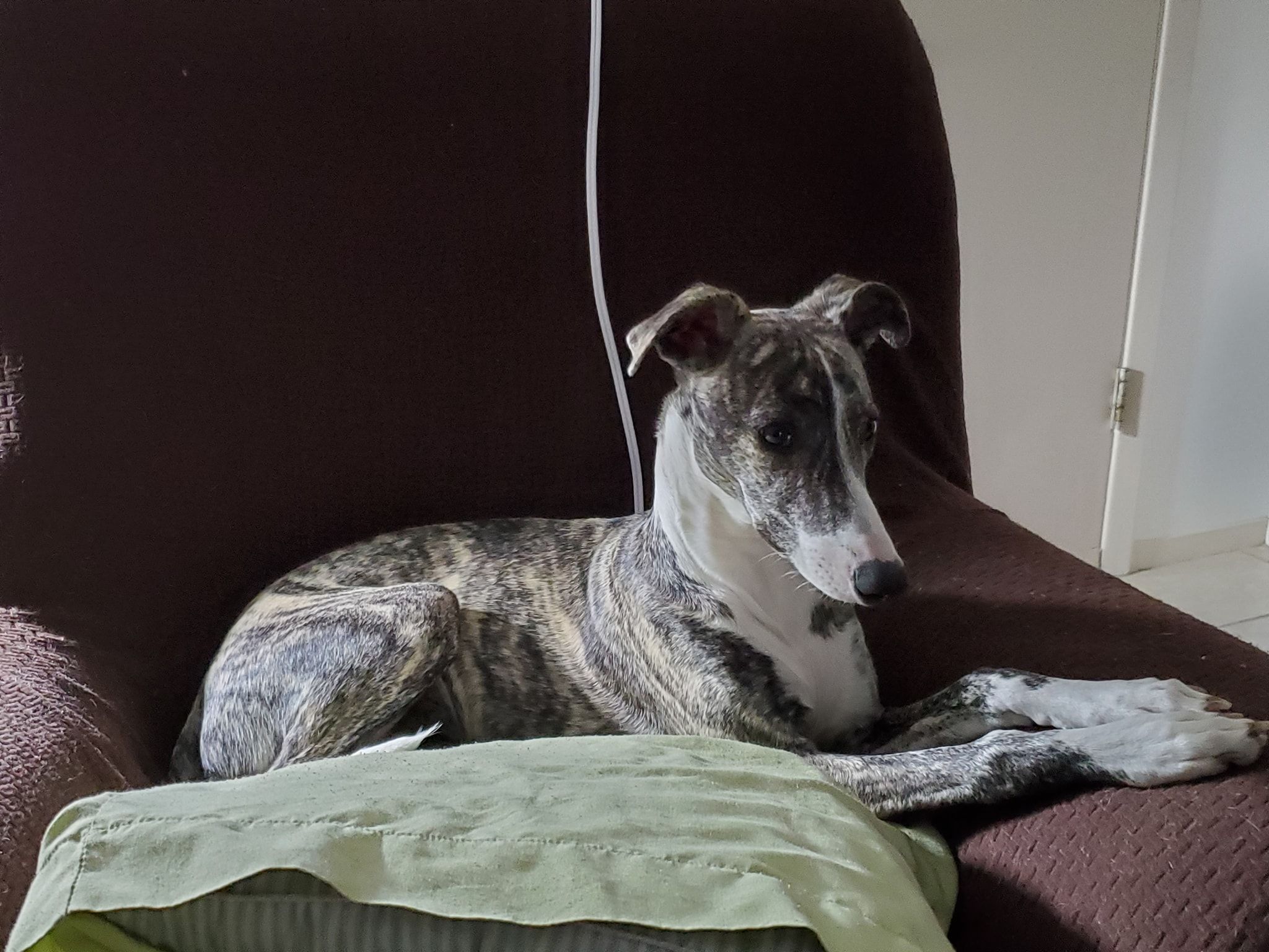 Highlander Whippets in Florida Whippet puppies Good Dog