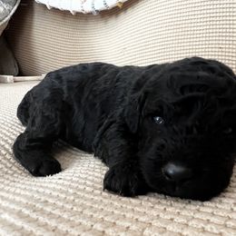 Cavapoo and Goldendoodle Puppies from Countyline Doodles LLC