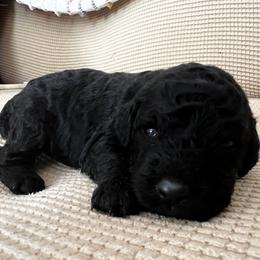Cavapoo and Goldendoodle Puppies from Countyline Doodles LLC