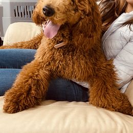 Goldendoodle Puppies from Labradoodleday