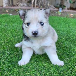 Penny - Merle female Pomsky puppy in La/Oc, California from SoCal Pomskies LLC