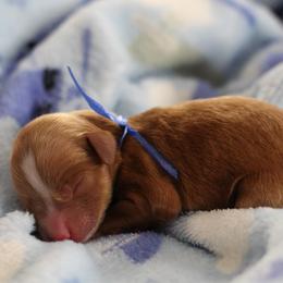 Cupid - Red male Cavapoo puppy in Springtown, Texas from North Texas Puppies