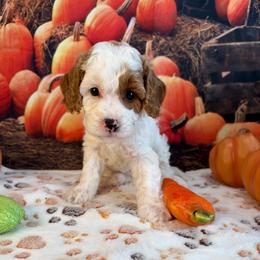 Zora - Blenheim female Cavapoo puppy in Lebanon, Missouri from Danielle’s Doodles