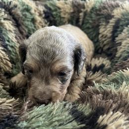 Teddy - Apricot male Poodle puppy in Sierra Vista, Arizona from KnightWatch K-9