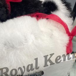 Dachshunds and Poodles from The Royal Kennel