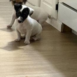 Border Collie and Jack Russell Terrier Puppies from CP FARMS BORDER COLLIES N JACKS CORP