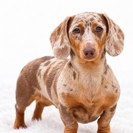Sofia - Dachshund