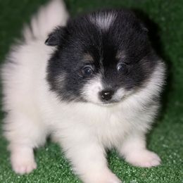 Ruby TriParti Girl - Black parti female Pomeranian puppy in Danielsville, Georgia from PassionatePomPoms