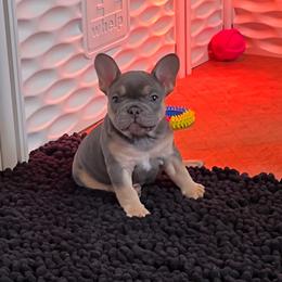 French Bulldog Puppies from Gichigami French Bulldogs