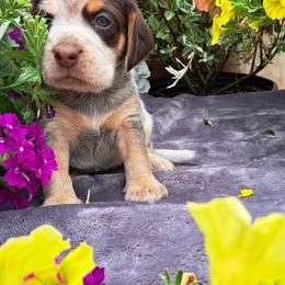Basset Hound and Beagle Puppies from Orange Mountain Basset Hounds & Beagles