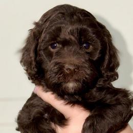Peep - Chocolate - Chocolate female Australian Labradoodle puppy in Beecher, Illinois from Erica’s Doodles