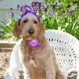 Penny - Goldendoodle