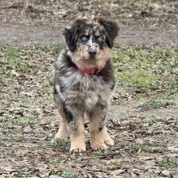 Australian Shepherd Puppies from Shaina’s Shepherds