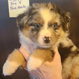 Boy 4 - Blue merle male Miniature Australian Shepherd puppy in Hampton, Tennessee from TC Farms Stock Dogs - Miniature Australian Shepherds