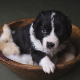 Amy - Black and white female Border Collie puppy in Fresno, California from Alpine Tails