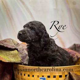 Rye - Silver male Poodle puppy in Greenville, North Carolina from Grace Poodles