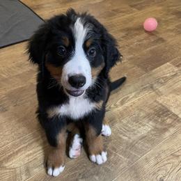 Yellow Collar - Black rust and white female Bernese Mountain Dog puppy in Comer, Georgia from Water Oak Farm