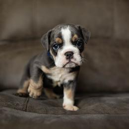Bulldog Puppies from Lunsford Bulldogs
