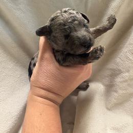 Merle girl - Merle female Goldendoodle puppy in Maineville, Ohio from Danielle's Doodles