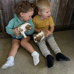 Cavalier King Charles Spaniel puppies from Southern Oaks Kennel