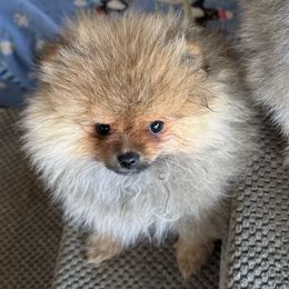 Nadia - Wolf sable female Pomeranian puppy in Colton, Oregon from Shelli’s Pampered Poms