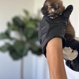Pomeranian Puppies from Polina's Poms