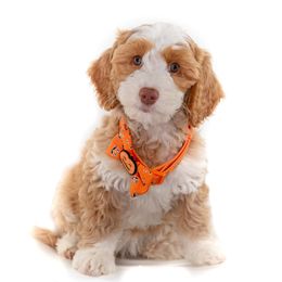 Orange Collar Girl - Caramel female Australian Labradoodle puppy in Statesville, North Carolina from Rose Cottage Labradoodles