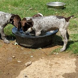 German Shorthaired Pointer Puppies from Cedar Hills GSP