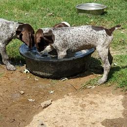 German Shorthaired Pointer Puppies from Cedar Hills GSP