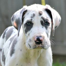 Bulldogs, Dachshunds, French Bulldogs, and Great Danes from Trumans Great Danes