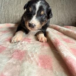Cha cha - Black tri-color female Australian Shepherd puppy in Worcester County, Massachusetts from O’Kejas  Kennel