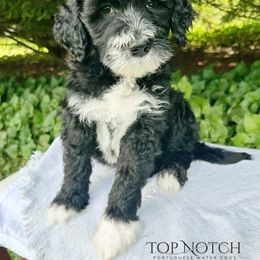 Thor - Black and white male Portuguese Water Dog puppy in Asheville, North Carolina from Top Notch Portuguese Water Dogs
