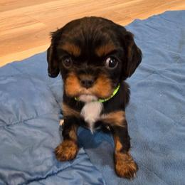 Lime green collar - Black and tan female Cavalier King Charles Spaniel puppy in Wimberley, Texas from Amazing AKC Puppies