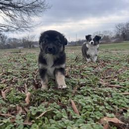 Inky - Black tri female Toy Australian Shepherd puppy in Medina, Tennessee from Fly Farms