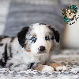Miniature Australian Shepherd Puppies from Rocking AW Aussies