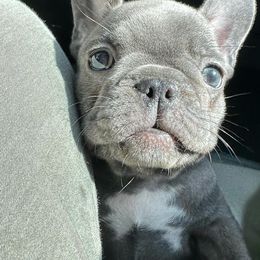 French Bulldog Puppies from OMG FRENCHIES