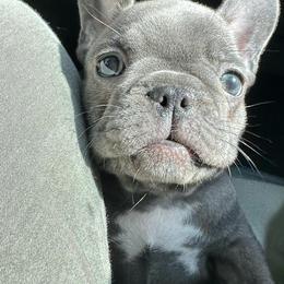 French Bulldog Puppies from OMG FRENCHIES