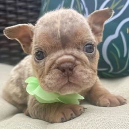 Girl 5 - female Bulldog puppy in Sodus, New York from Upstate NY French & English Bulldogs