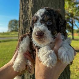 Reef - Brown and white male Bernedoodle puppy in Inola, Oklahoma from Blue Stem Companions
